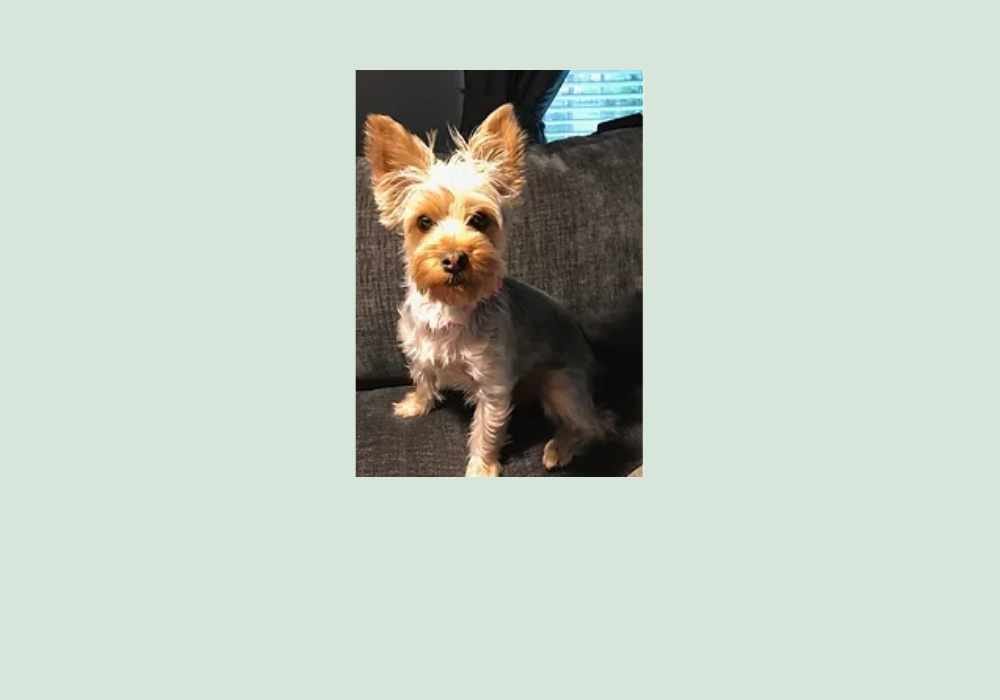 Pebbles – Yorkies Inc.