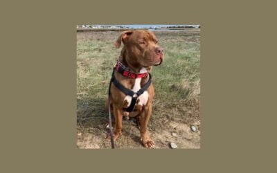 Reintroducing Simba – our pet of the week still searching for a home