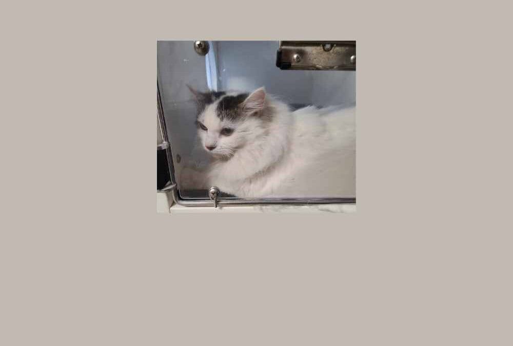 Unagi, our pet of the week, is ready for her new home