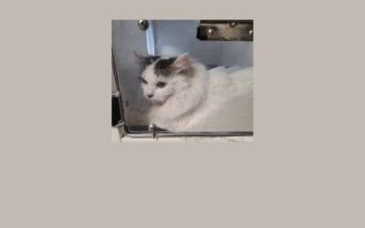 Unagi, our pet of the week, is ready for her new home