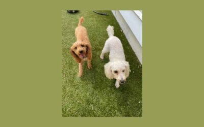 2 dogs but 1 home needed – meet our pets of the week Delia and Elle