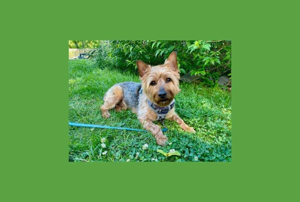 Wanted: a special home for a special pup