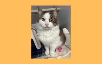 Squeeks the senior cat says pick me to join your family