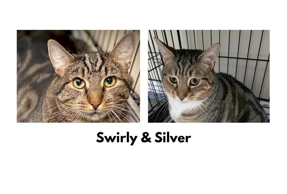Two cats are better than one: meet Swirly and Silver, our pets of the week
