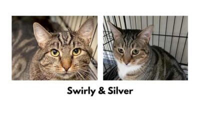 Two cats are better than one: meet Swirly and Silver, our pets of the week