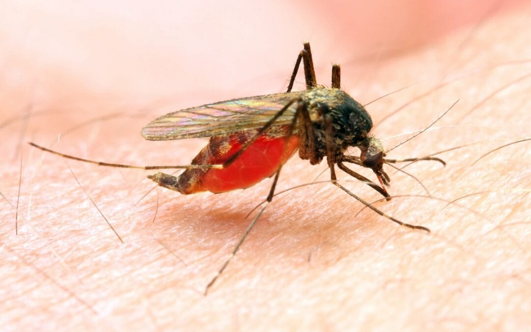Health Official Discusses Mosquito Born Illness Threat