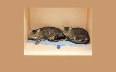 Meet Ralph and Ron – an inseparable duo in search of a new home