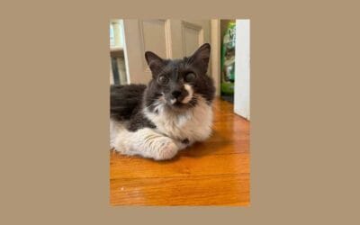 This Storm is ready to move in — into her forever home