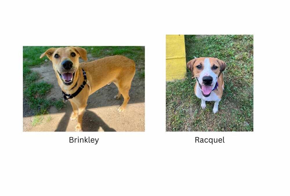 Meet our Pets of the Week, Brinkley and Racquel!