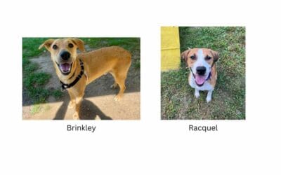Meet our Pets of the Week, Brinkley and Racquel!