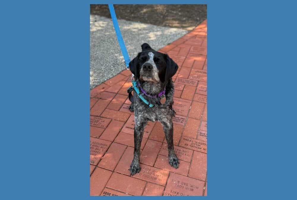 Say hello to Sadie, our pet of the week!