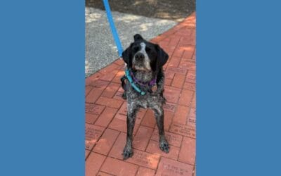 Say hello to Sadie, our pet of the week!