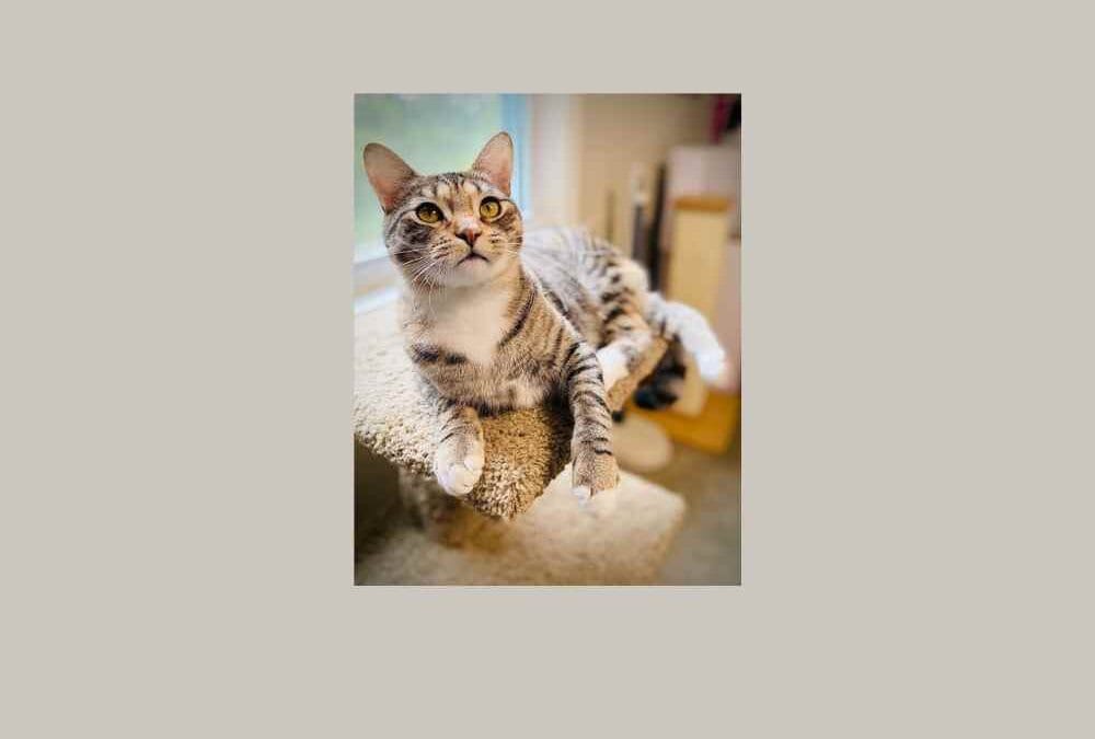 Meet our pet of the week, Sylphy!