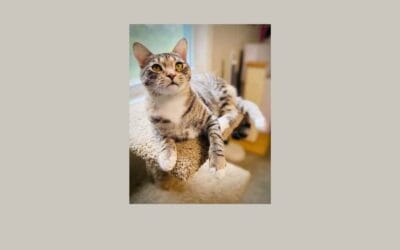 Meet our pet of the week, Sylphy!