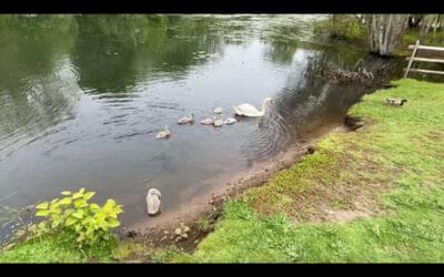 Plymouth’s Jenney Pond Due For Restoration