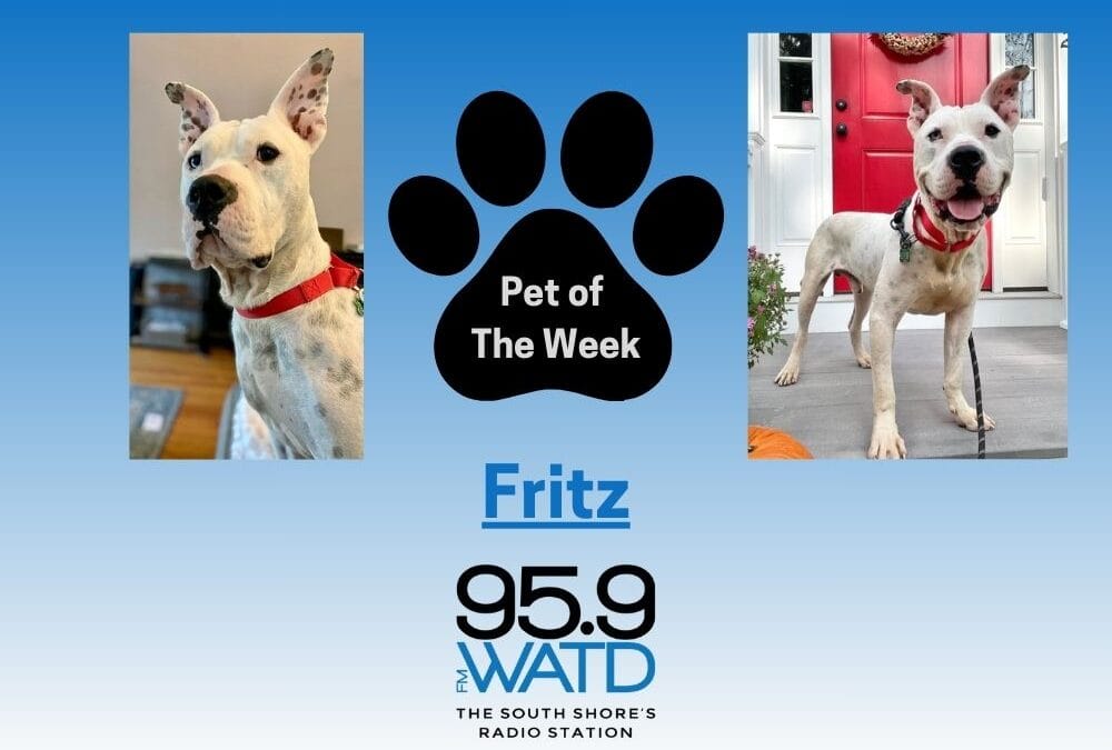 Meet our Pet of the Week, Fritz!