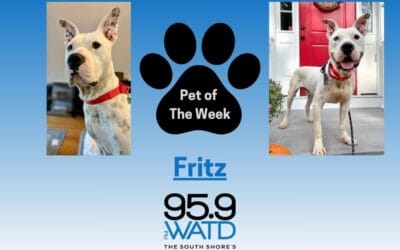 Meet our Pet of the Week, Fritz!