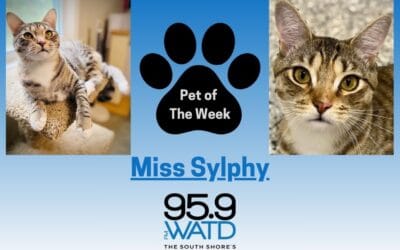 Meet our Pet of the Week, Miss Sylphy