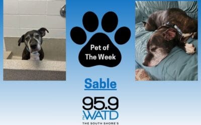 Meet our Pet of the Week, Sable!