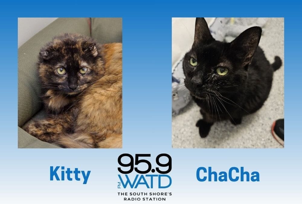 Meet our Pets of the Week, Kitty and ChaCha!