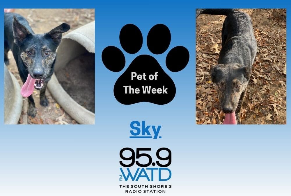 Meet our Pet of the Week, Sky!