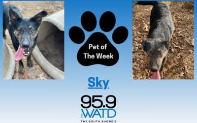 Meet our Pet of the Week, Sky!