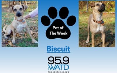 Meet our Pet of the Week, Biscuit