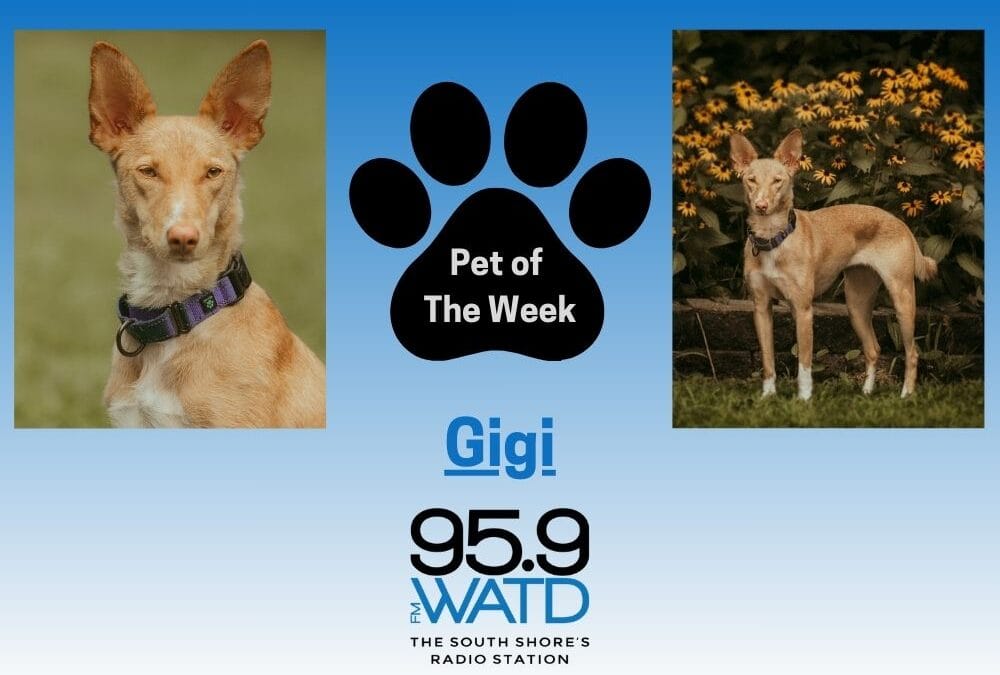 Meet our Pet of the Week, Gigi