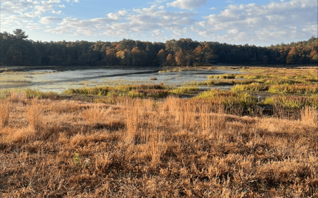 Muratore Says State Grant Will Help Plymouth Cranberry Bogs