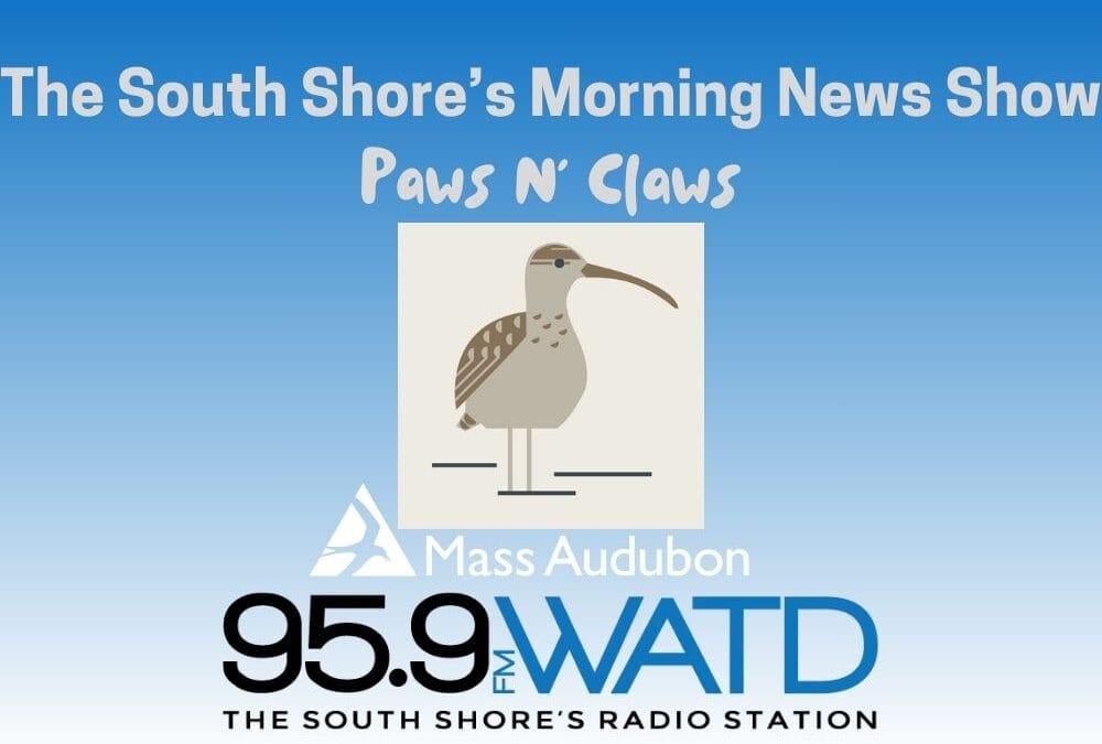 Listen for the Birds…Spring IS Coming! Paws N’ Claws with Mark Faherty of Mass Audubon Wellfleet Bay Wildlife Sanctuary