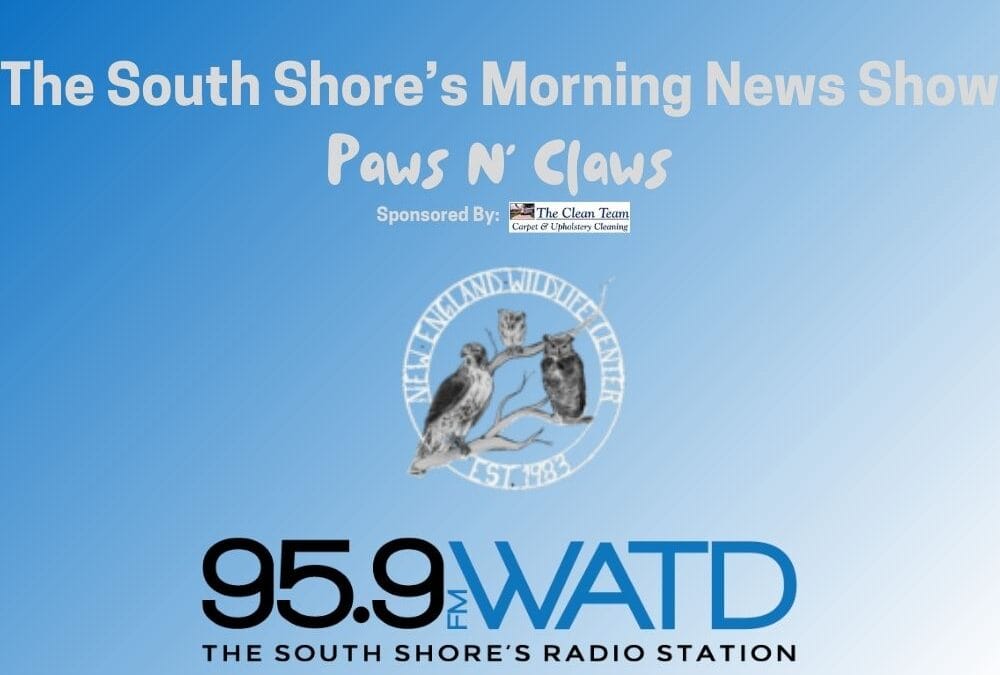 Break for Owls… Paws N’ Claws with Zak Mertz of New England Wildlife Centers