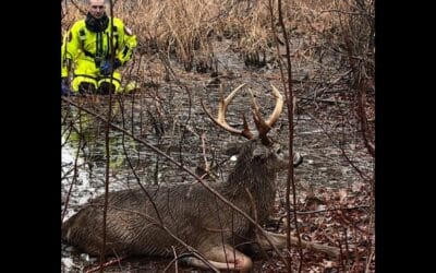 Duxbury Fire Crews Rescue Deer