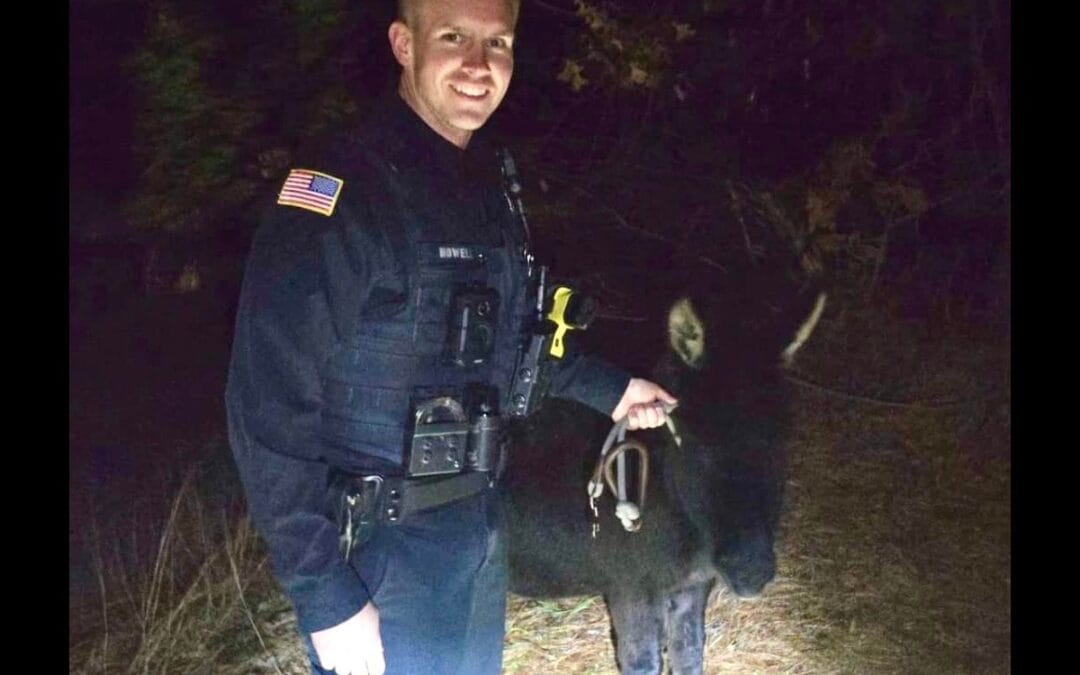 Kingston Police Wrangle Escaped Donkeys