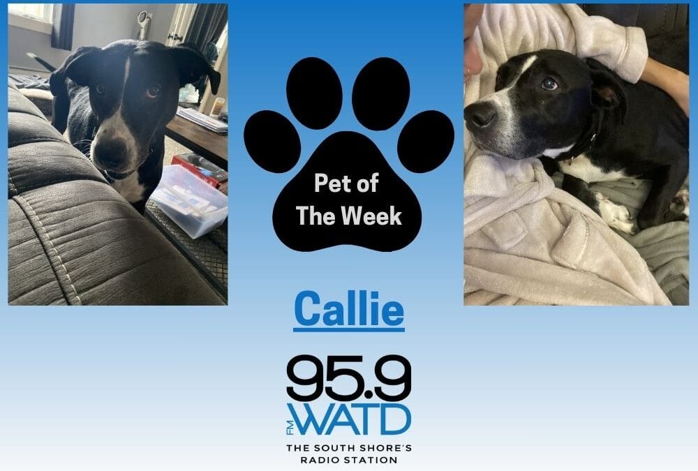 Meet our Pet of the Week, Callie