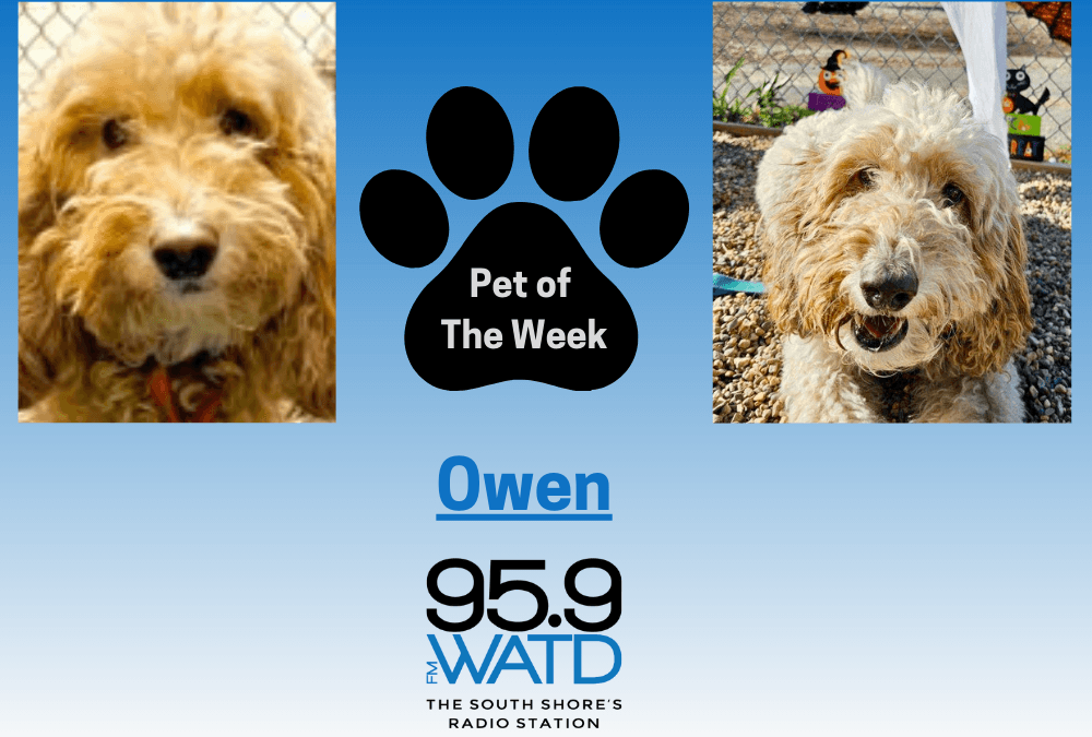 Meet our Pet of the Week, Owen