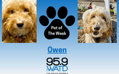 Meet our Pet of the Week, Owen