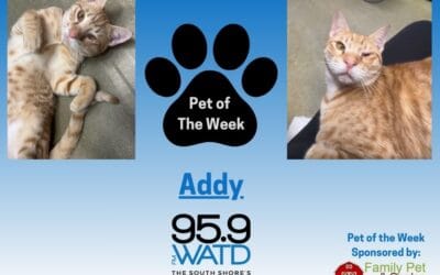 Meet our Pet of the Week, Addy