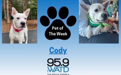 Meet our Pet of the Week, Cody