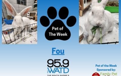 Meet our Pet of the Week, Fou