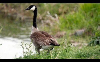 Zak Mertz from New England Wildlife Center Talks Avian Flu, Billington Sea Pond, and Tips for Animal Care and Safety