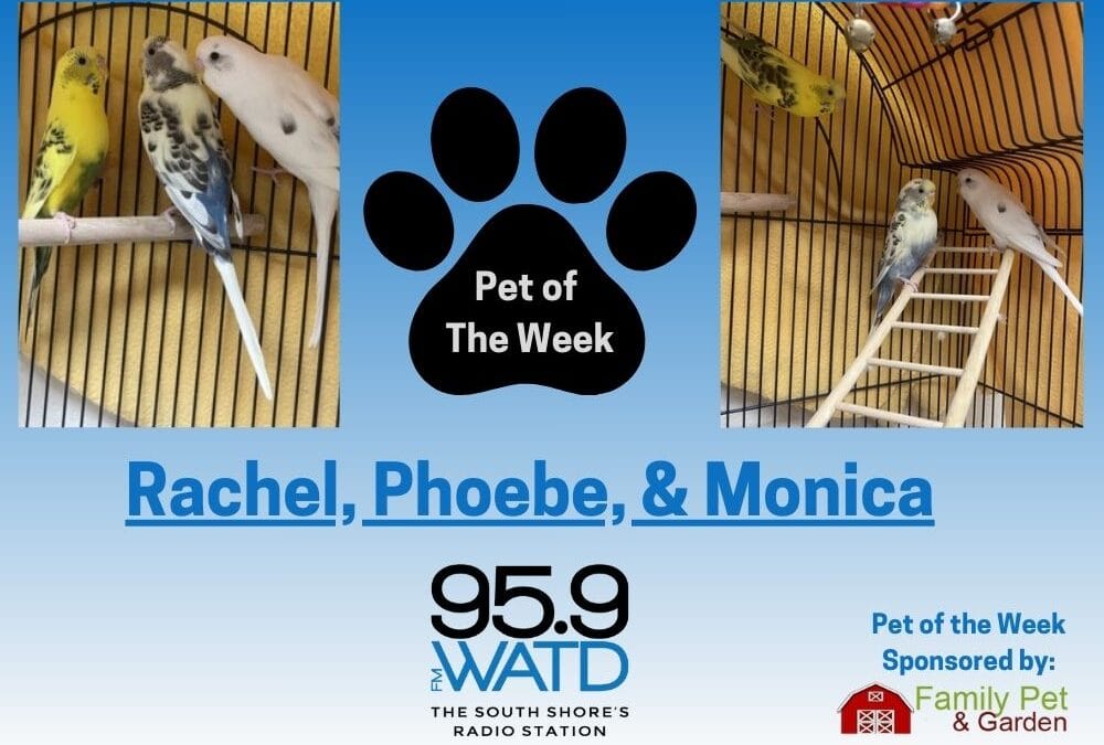 Meet our Pet(s) of the Week, Rachel, Phoebe, and Monica!