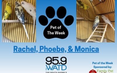 Meet our Pet(s) of the Week, Rachel, Phoebe, and Monica!
