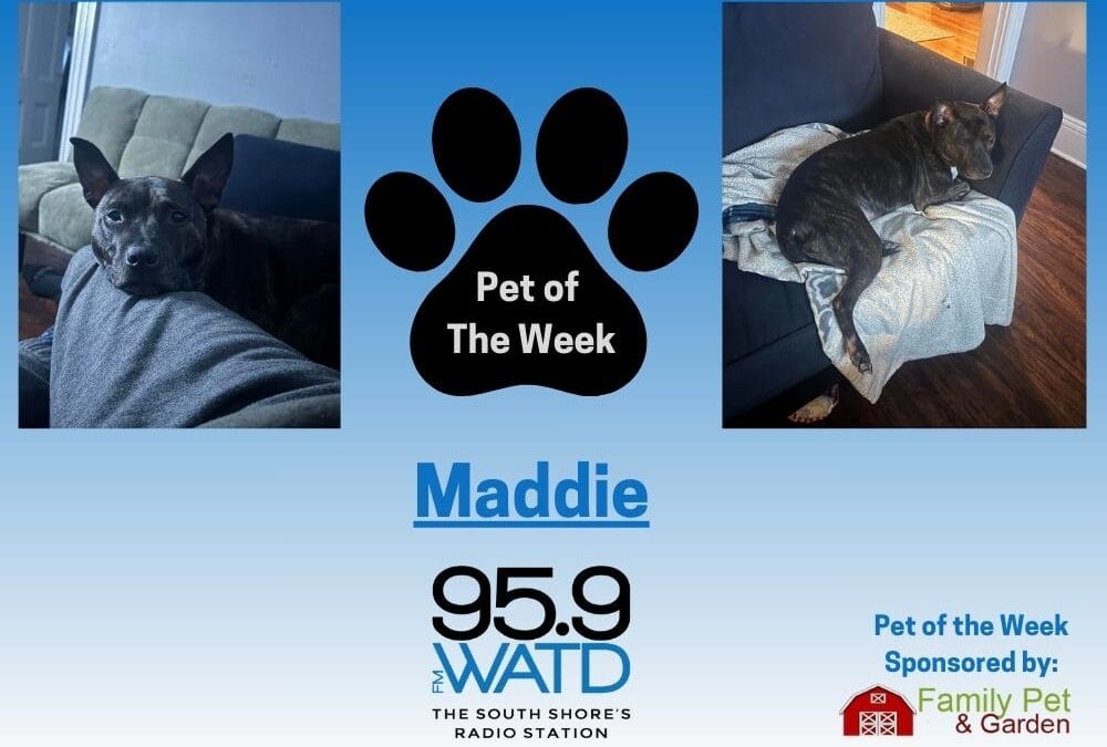 Meet our Pet of the Week, Maddie