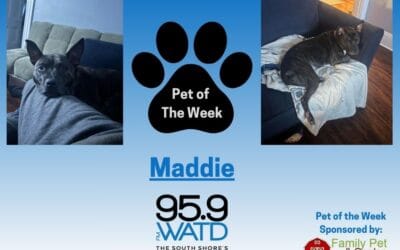 Meet our Pet of the Week, Maddie
