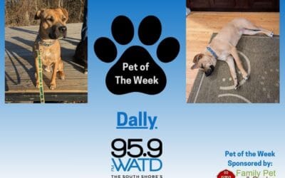 Meet our Pet of the Week, Dally!