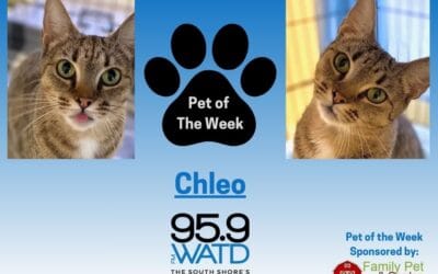 Meet our Pet of the Week, Chleo