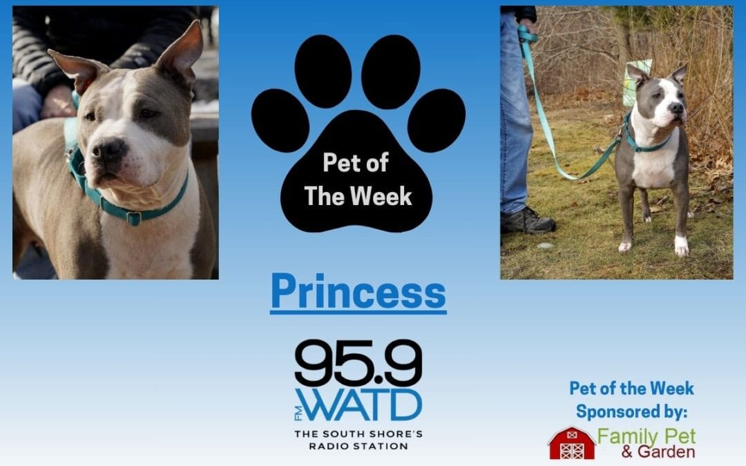 Meet our Pet of the Week, Princess