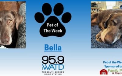 Meet our Pet of the Week, Bella