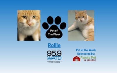 Meet our Pet of the Week, Rollie
