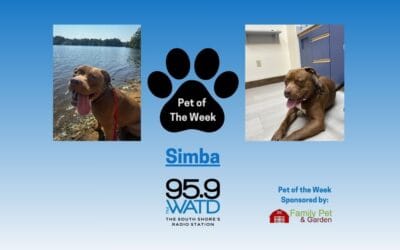 Meet our Pet of the Week, Simba